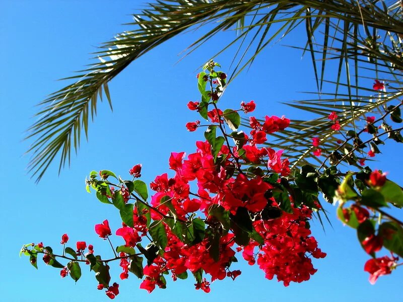 гибискус суданская роза танж. гибискус суданская роза. каркаде (суданская роза). гибискус египетский цветок. гибискус малиновый.