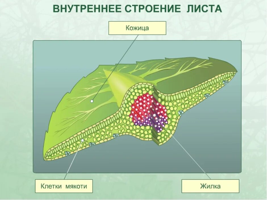 Слой клеток листа. Мякоти листа жилки. Модель внутреннего строения листа. Клетки жилок листа. Внутреннее строение мякоти листа.