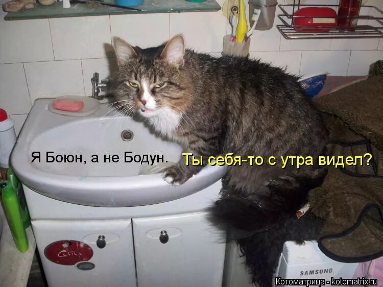 Бадун или бодун. День большого бодуна. доброе утро с большого бодуна. с днем большого бодуна приколы. фотография привет с большого бодуна.