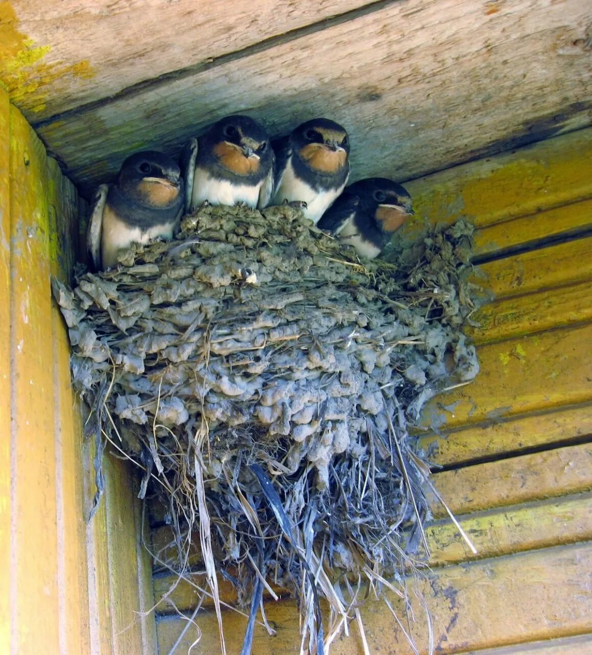 Ласточка гнездо птенцы. Ласточкино гнездо птицы. Ласточкино гнездо с птенцами. Ласточкино гнездо ласточки.