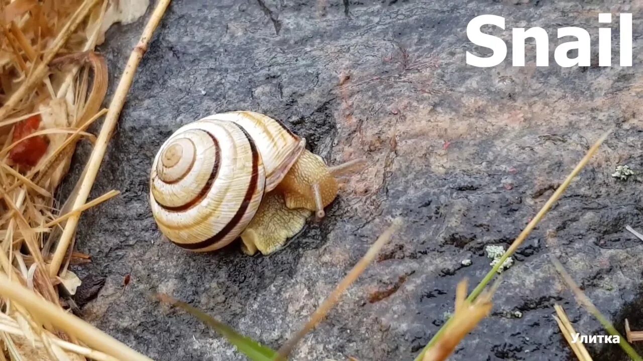 Карточки на английском snail. Улитки бежевый. Улитки. Улитка по английский для детей. Надпись snail.