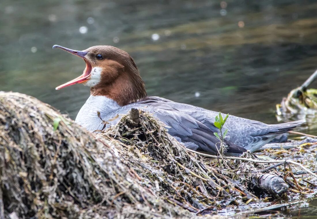File:Luscinia svecica Oulu  Wikimedia Commons