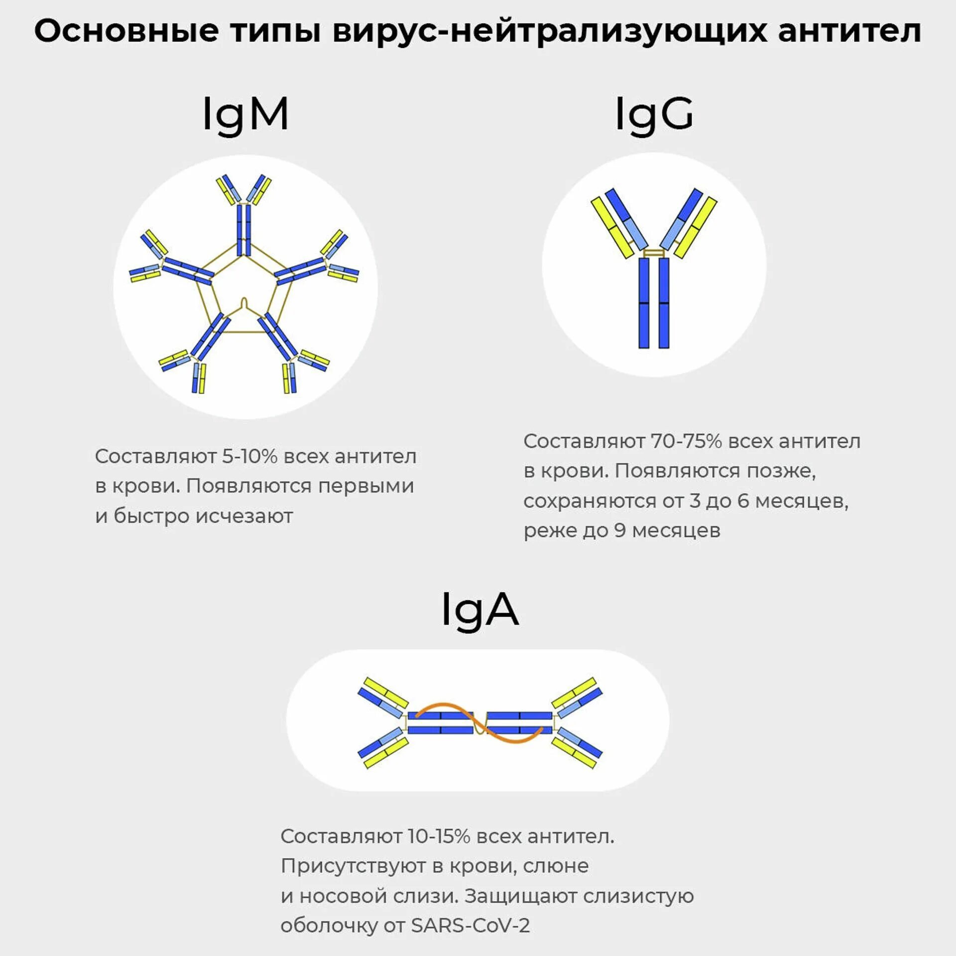 Типы антител. Иммуноглобулины м и g. Иммуноглобулин м. Иммуноглобулины g и m.