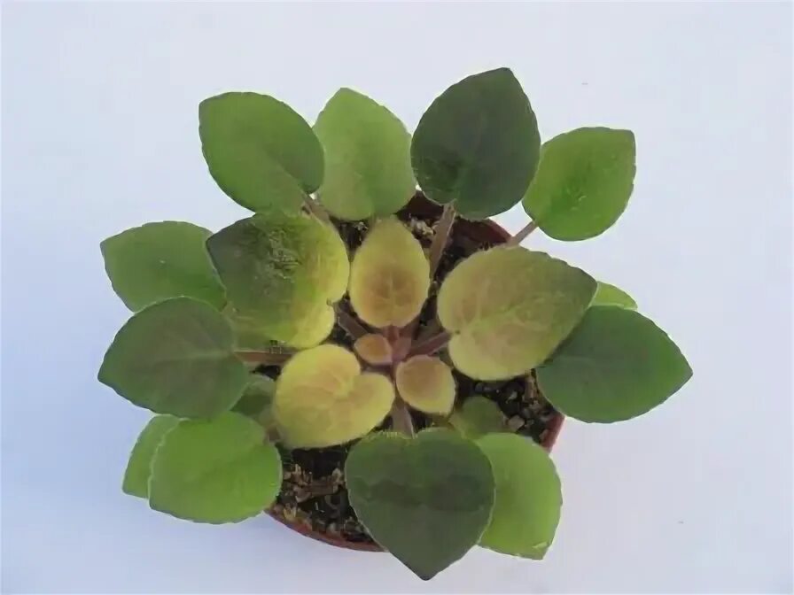 Логотип цветочного магазина. Фиалка dn киевские каштаны. Saintpaulia ionantha африканская фиалка. Фиалка дульсинея. Ле-аллочка.