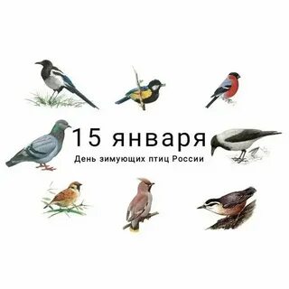 Выбери зимующих птиц