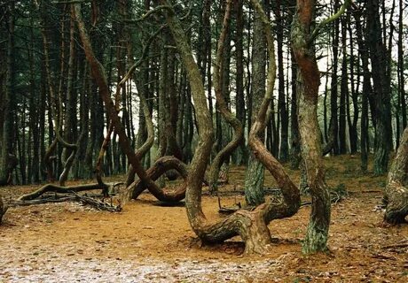 Калининградская область какие леса