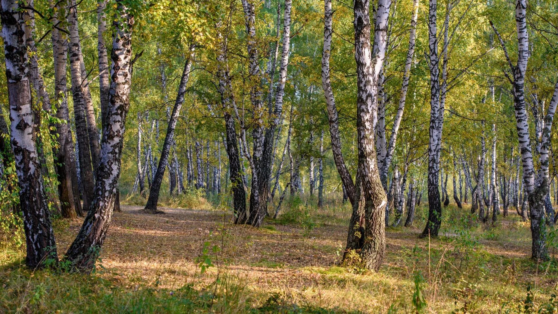 Средний березка. Березы Забайкалья. Тайга береза в Забайкалье. Березовая роща ель. Красивая береза.