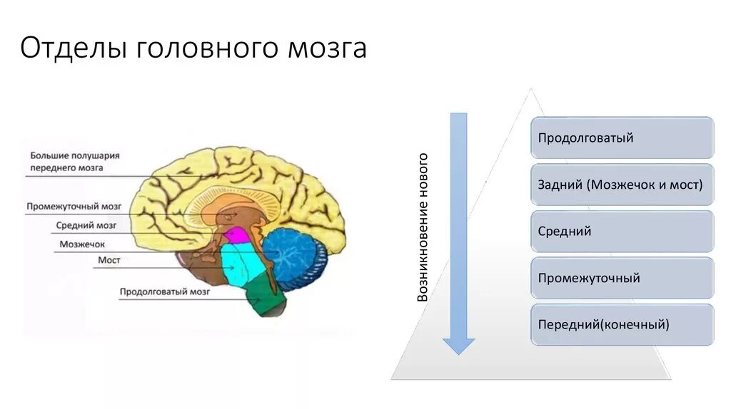 Вопросы по головному мозгу. Строение задних отделов головного мозга схема. Функции 5 отделов головного мозга человека. Строение отделов головного мозга задний мозг. Продолговатый мозг,мост,средний мозг, мозжечок,промежуточный.