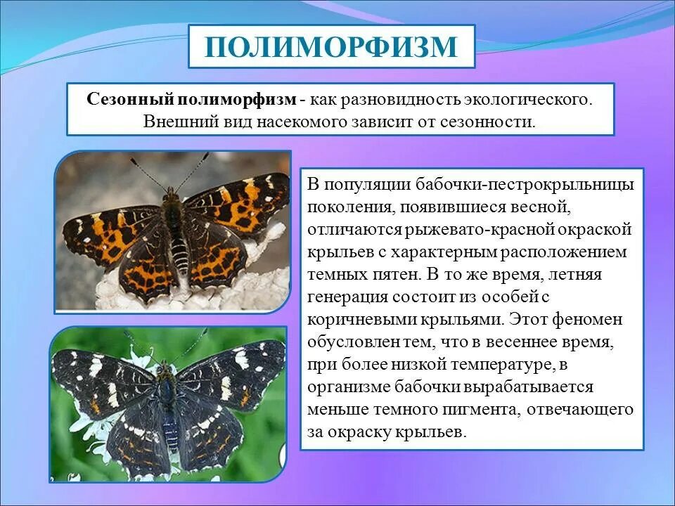 Полиморфизм. Полиморфизм биология. Полиморфизм бабочек. Экологический полиморфизм. Адаптация насекомых к сезонным изменениям