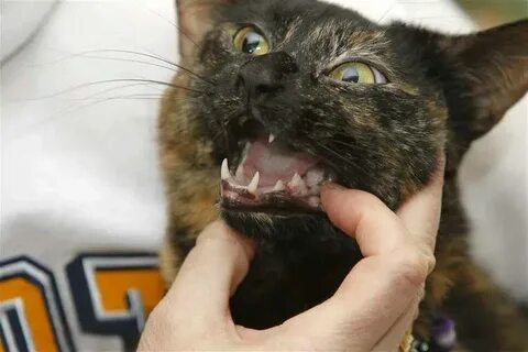 Почему коты воняют тухлятиной