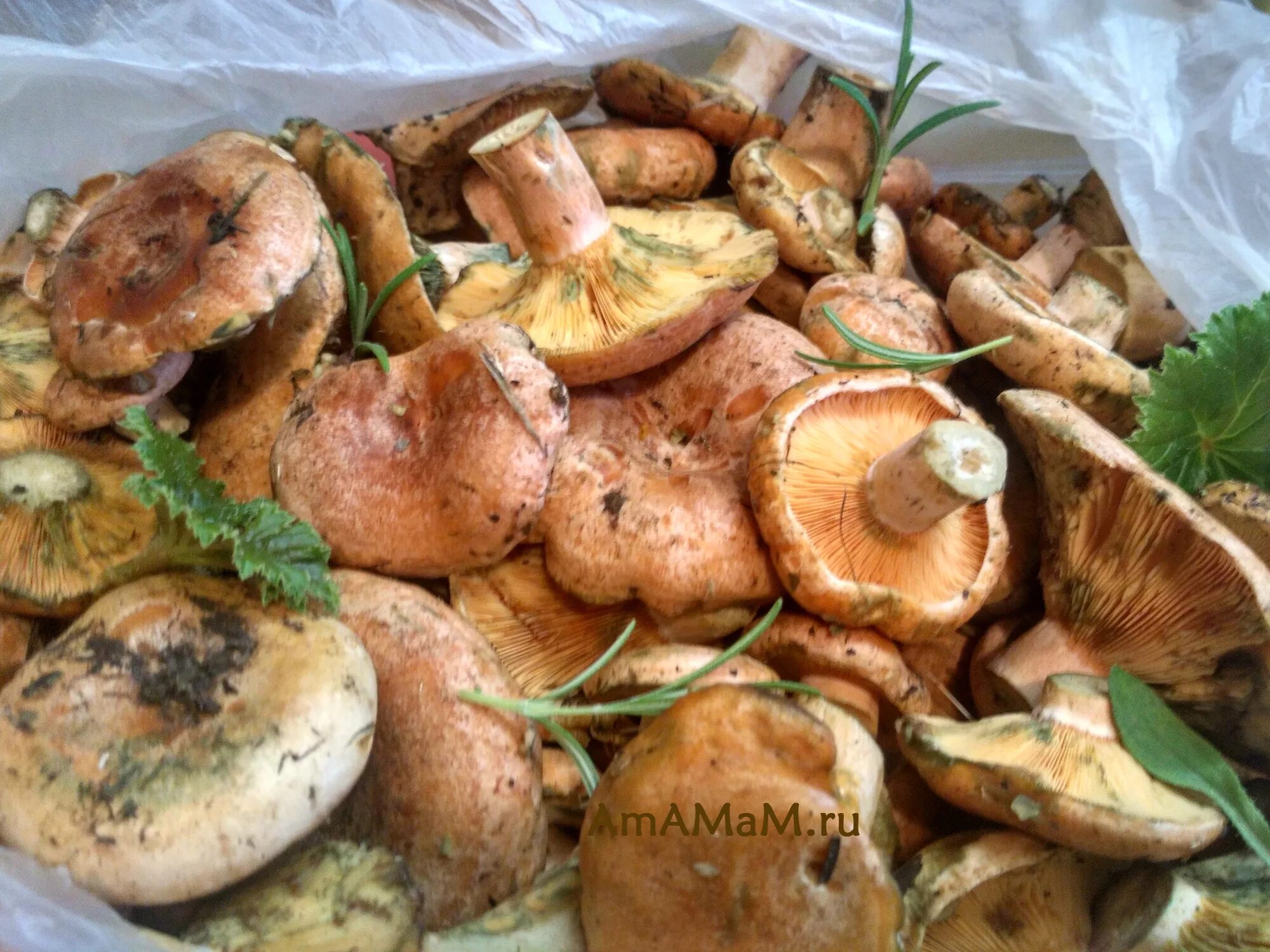 Рыжик Сосновый/Боровой (Lactarius deliciosus);. Рыжик Крымский. Рыжики грибы. Лук Рыжик. Как приготовить рыжики