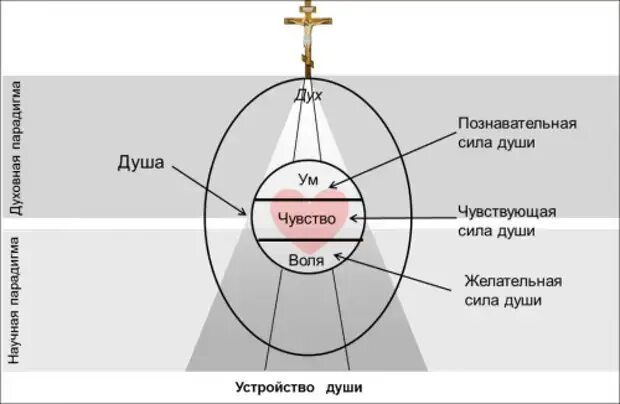 Как отличить духа. Тело душа и дух в православии. Схема души человека. Дух душа и тело схема. Из чего состоит душа.