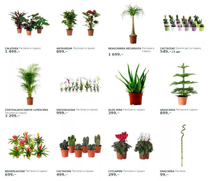 Комнатные растения с цветами названия. Название домашних цветов. Комнатные цветы с названиями. Комнатные растения каталог. Комнатные растения картинки и названия.