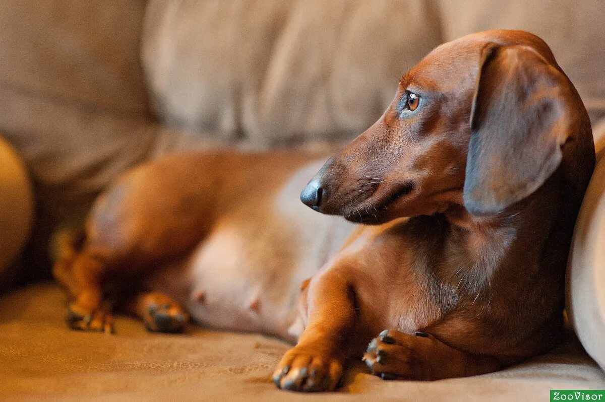 сон такса рыжая. собака спит. такса рыжая короткошерстная. такса карликовая гладкошерстная. рыжая такса щенок.