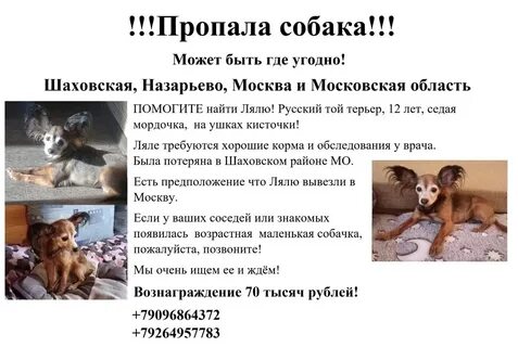 Шаховская собаки