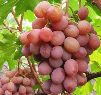Виноград хамелеон отзывы