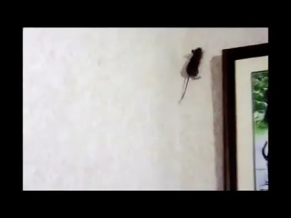 Ящерицы бегающие по стенам и потолку. Мыши ползают по стенам.