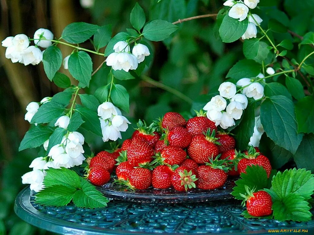 Лето ягоды. Лето ягоды цветы. Клубника. Летние открытки.