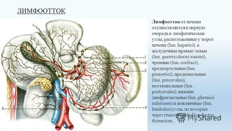 От мозга кровь оттекает. Лимфатическая система печени анатомия. Лимфатическая система брюшной полости схема. Регионарные лимфатические узлы печени анатомия. Лимфатическая система печени печени.