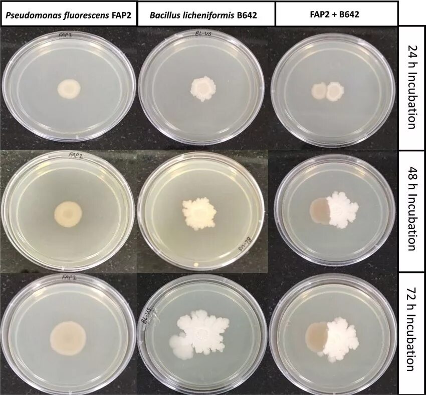 Колония бактерий Pseudomonas Fluorescens. Pseudomonas Fluorescens на чашке Петри. Pseudomonas Fluorescens ВКГ rcam00538. Bacillus licheniformis колонии.