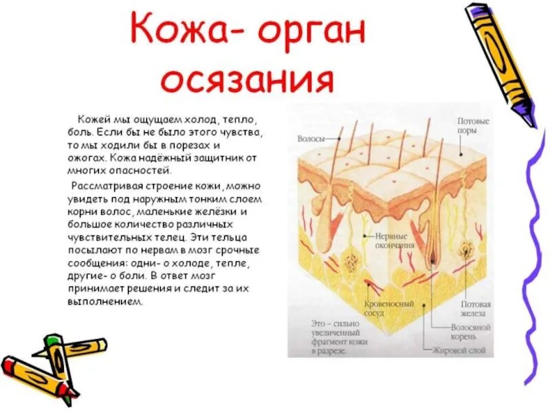 Значение органа осязания. Органы чувств кожа доклад. кожа орган осязания 3 класс доклад. органы осязания кожа строение и функции. кожа орган осязания доклад.