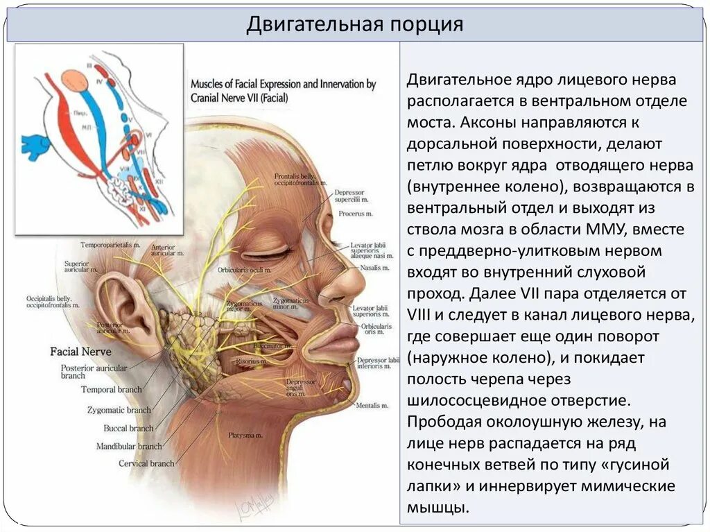 Тройничный нерв на лице. Тройничный нерв на лице симптомы. Третичный нерв на лице. Лицевой нерв и тройничный нерв. Боли тройничного лицевого нерва