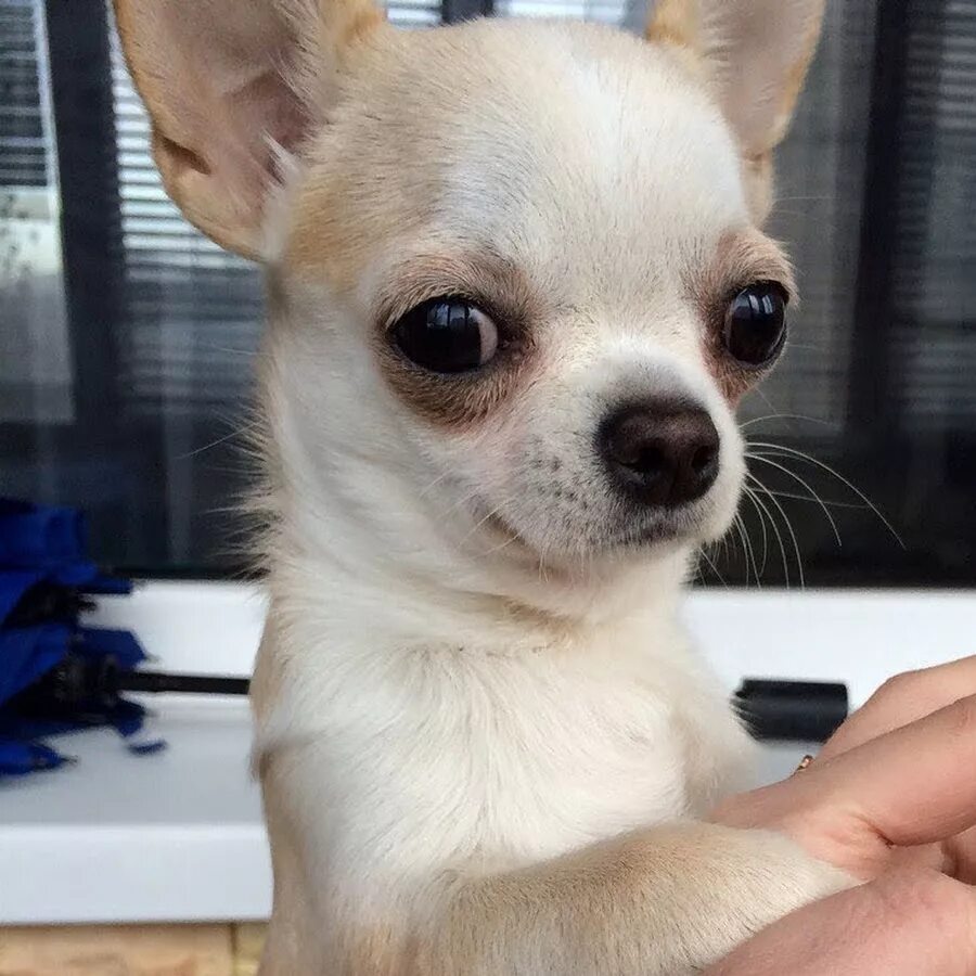 Dogs with underbites Ugly dogs, Dog pictures, Cute animals