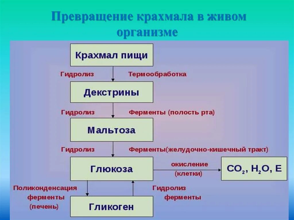 Фазы крахмала. Превращение крахмала в организме. преобразование крахмала в глюкозу. превращение крахмала в глюкозу в организме человека. превращение крахмала пищи в организме.