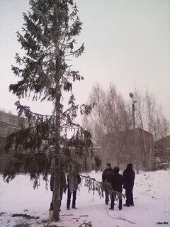 Страшные ели