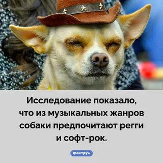 Собака опрос