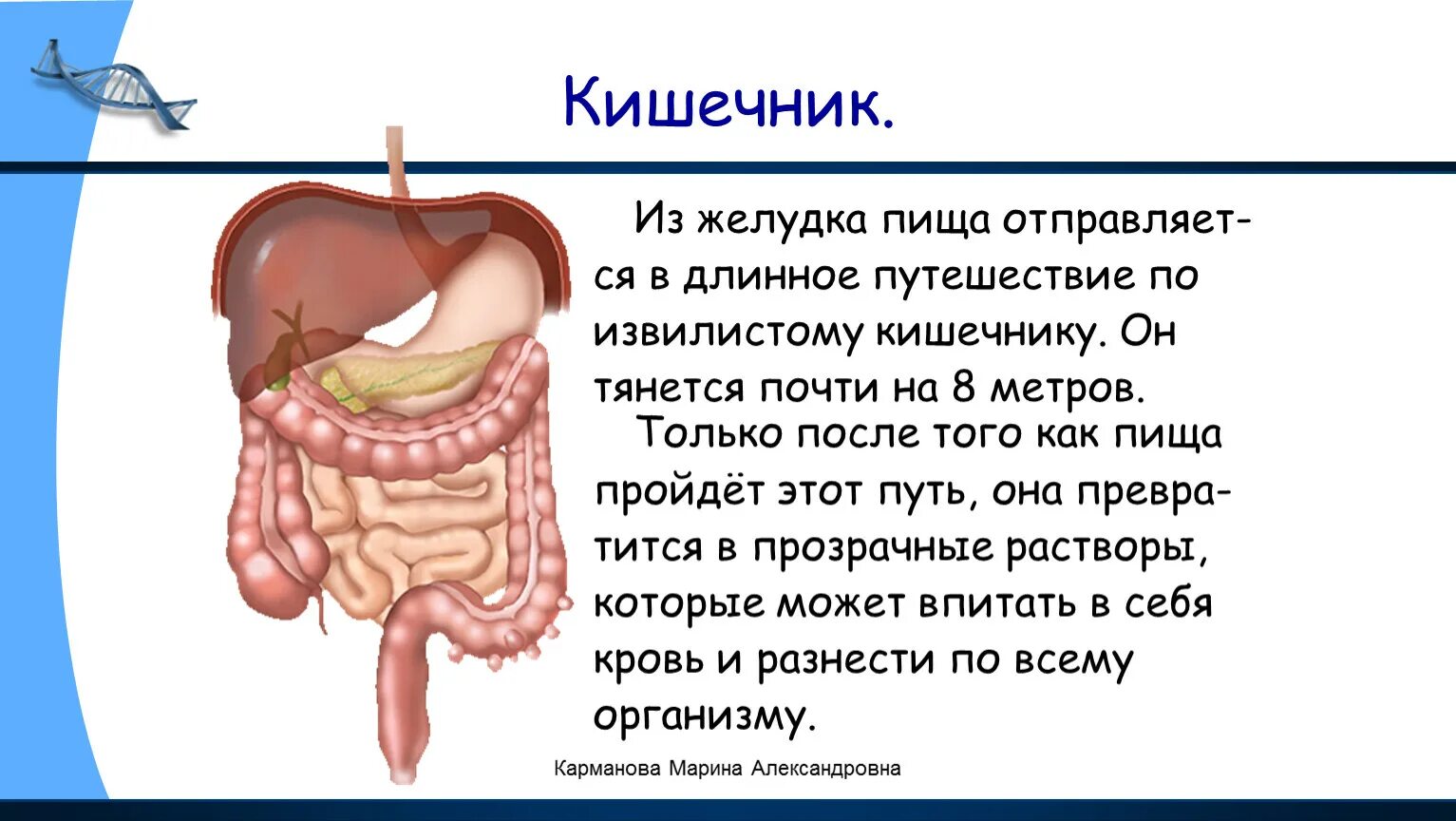 Кишечник переваривает пищу. Как желудок переваривает пищу. Области жкт