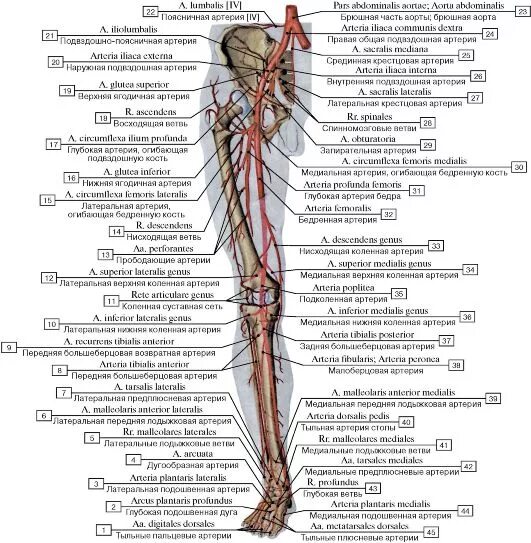 Артериальные сосуды нижних конечностей. Кровоснабжение нижней конечности схема. Артерии нижних конечностей анатомия схема. Артерии нижней конечности топографическая анатомия.