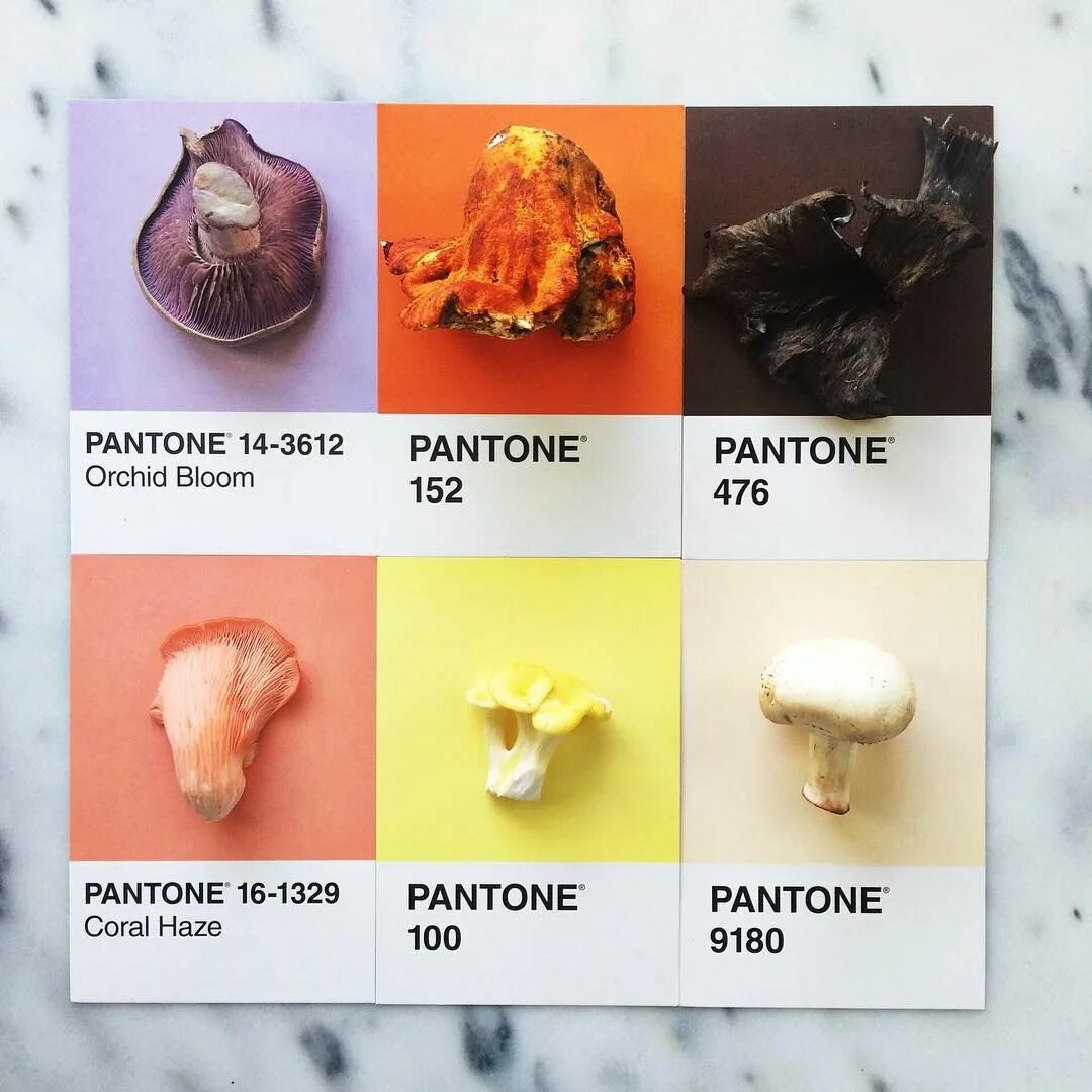 Pantone 9180. Цвет Mushroom Pantone. Цвета пантон еда. Pantone 9180 c. Pantone mushroom