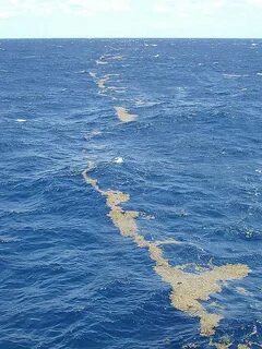 Саргассово море самое большое в мировом океане