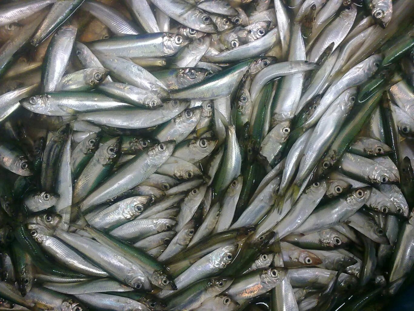 салака балтийская. балтийская сельдь. салака балтийская. сельдь салака. сельдь салака.