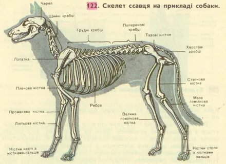 Скелет млекопитающих 7 класс биология рисунок