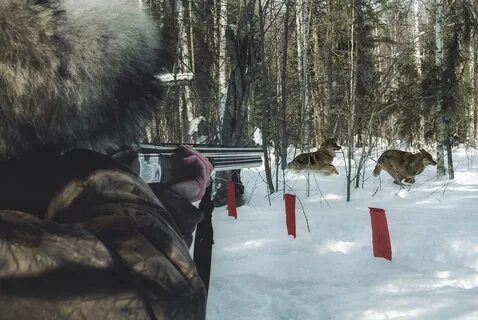 Отстрел хищников