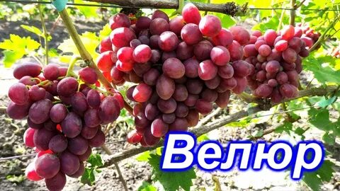 Виноград велюр