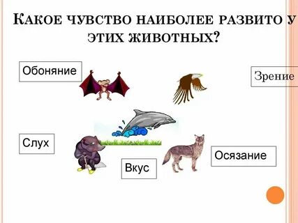 Какие животные энергетические