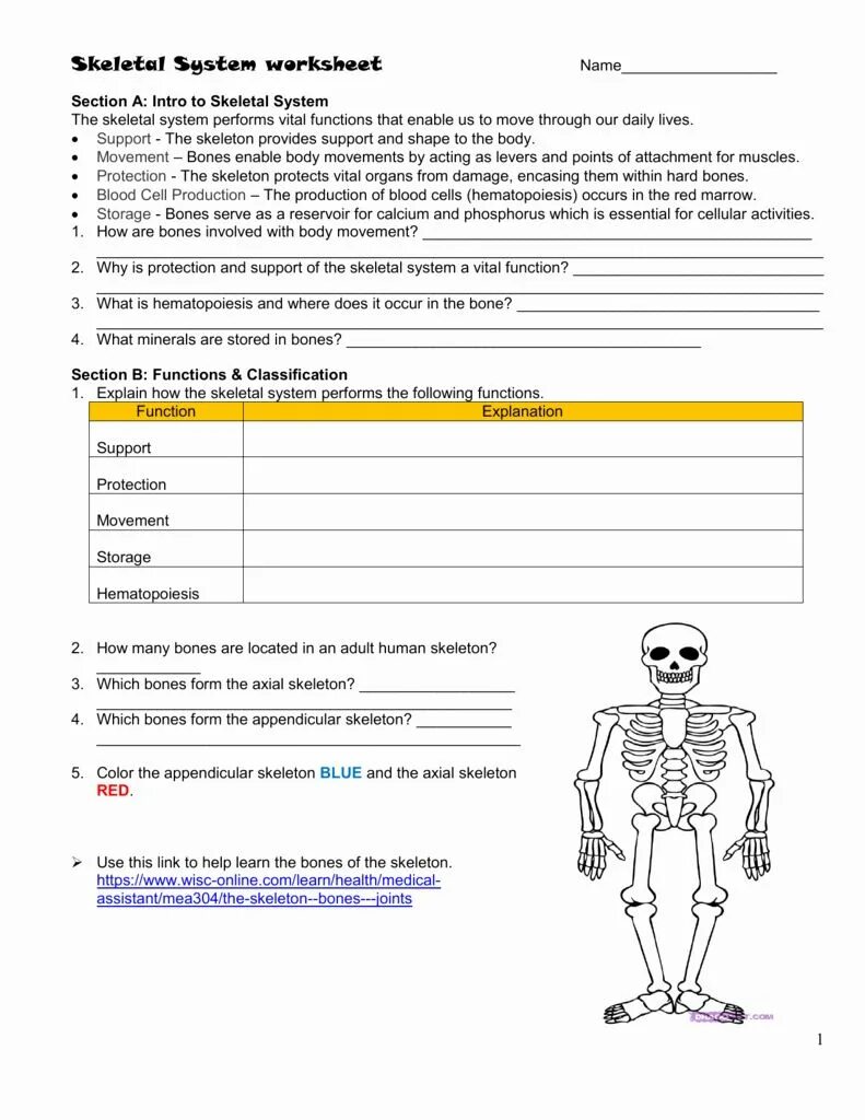 Skeletal System Worksheet. Skeleton Worksheet. Our Skeleton Worksheets. Build the Skeleton Worksheet. The bones form