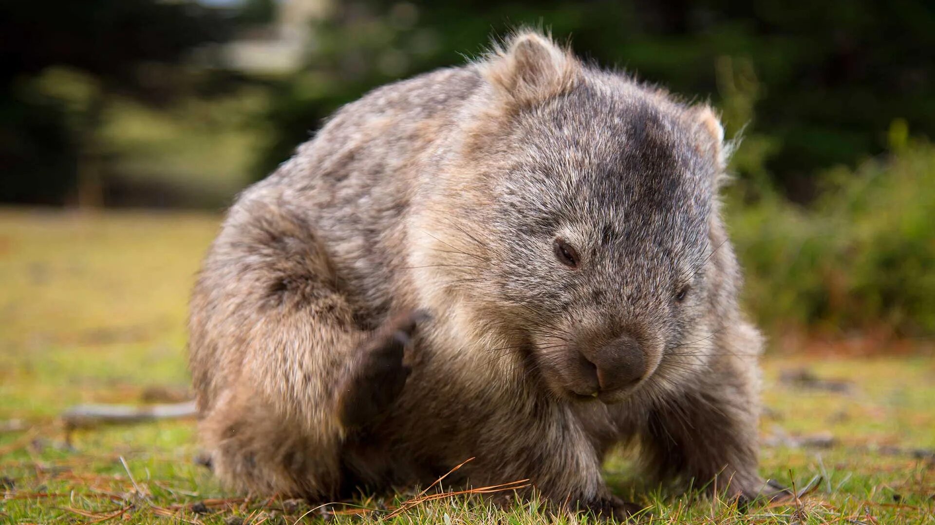 Wombat перевод. Вомбат животное Австралии. Шерстоносый вомбат. Северный длинношерстный вомбат. Сумчатый вомбат.