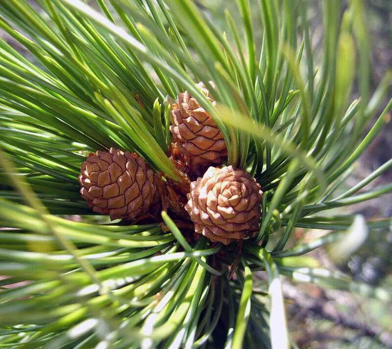 Б м кедрову. Кедр Сибирский Pinus sibirica. Сибирский кедр (Pinus sibirica du Tour). Сосна Кедровая Сибирская/Pinus sibirica. Сосна Кедровая (Pínus sibírica).