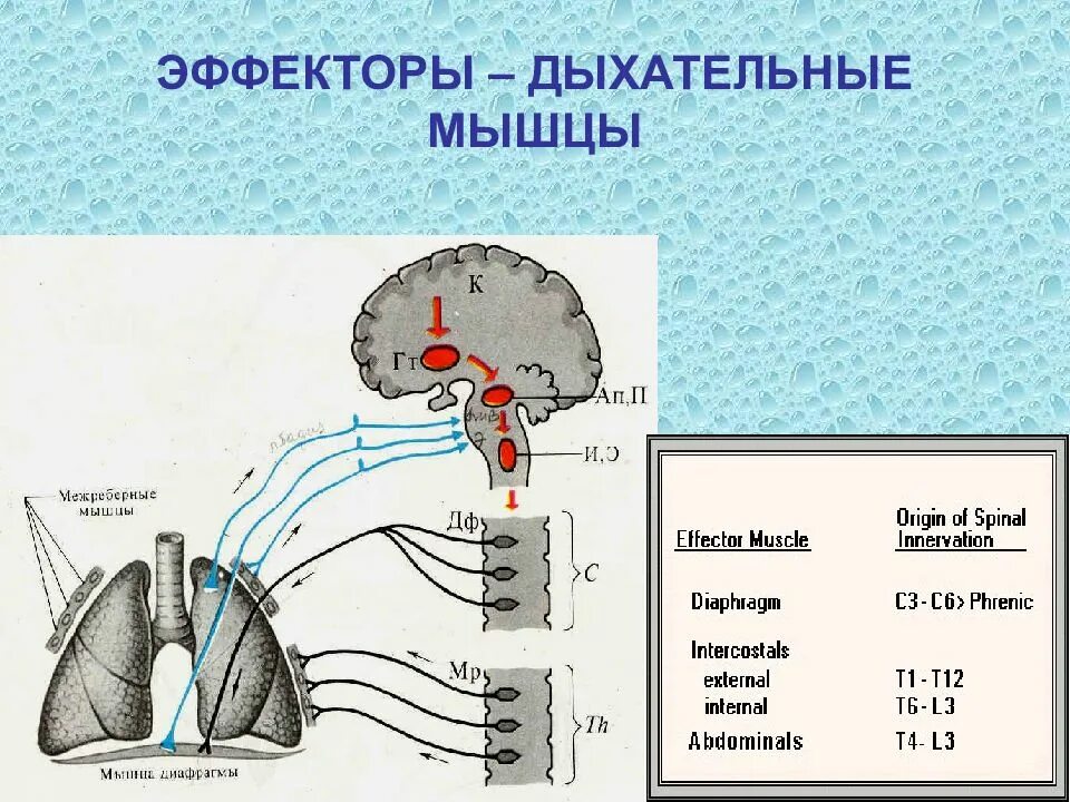 Регуляция дыхания рефлекторная дуга. Регуляция проприорецепторов дыхательных мышц. Механизм регуляции дыхания схема. Рефлекторная регуляция дыхания физиология.