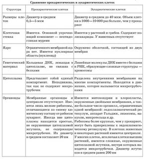 Прокариоты и эукариоты: сравнительная характеристика. Чтобы учёным было удобнее 