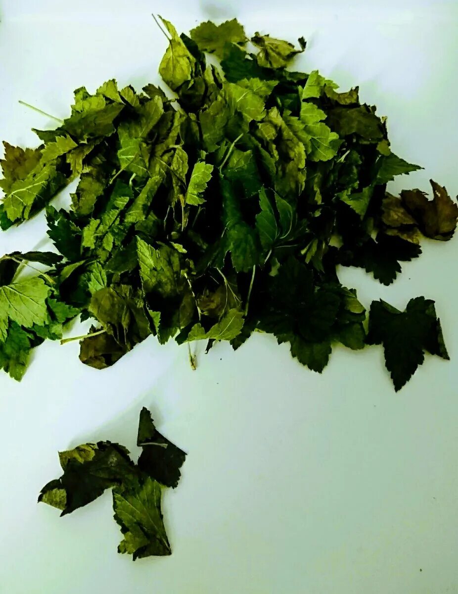 Когда собирать листья малины. Ферментированный лист смородины. Ферментированный чай из листьев смородины. Ферментизация листьевсмородины. Ферментированные листья.