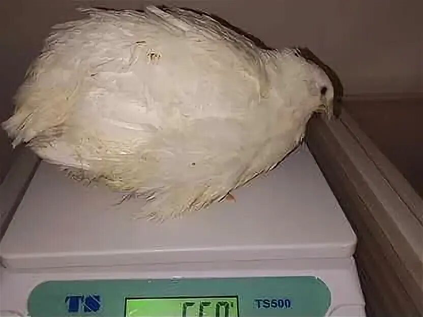 Перепел белый гигант описание