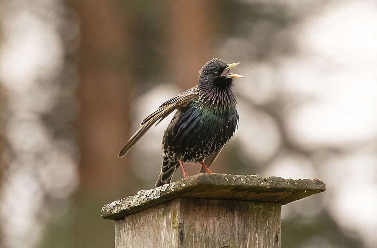 чем питаются скворцы. настоящую песню скворца надо слушать лишь ранним. скворец презентация. скворец звук. слышится пение скворцов.