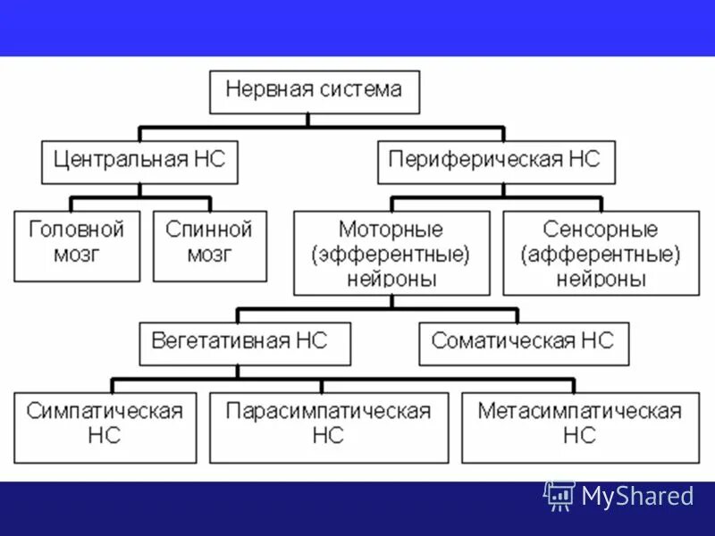 К структурам периферического нерва относят. Периферический отдел нервной системы строение. Структуры, относящиеся к периферической нервной системе. Структура периферической системы. Периферическая нервная система составьте схему.