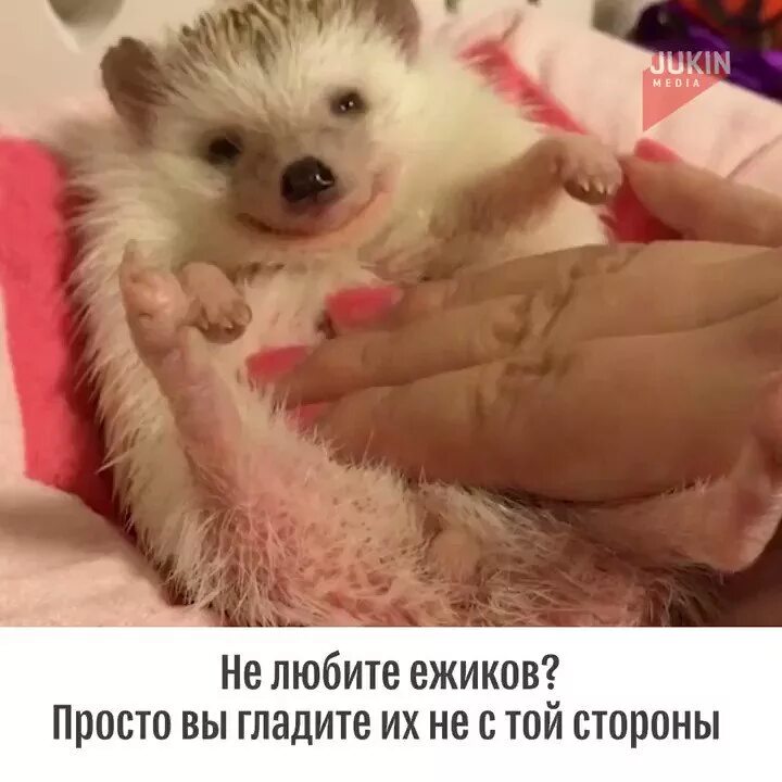 Ежик чешется. Ежа гладят. Рука гладит ёжика. Ежа гладят. Погладить пузико ежа.