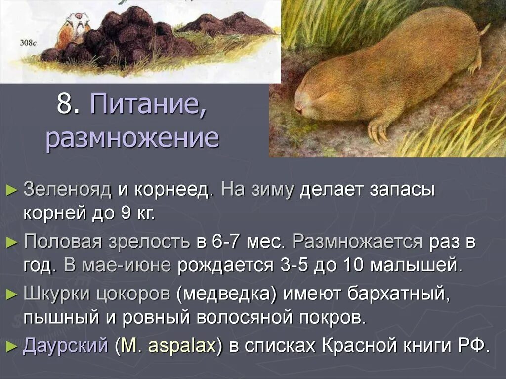 Корневой запас. Даурский цокор. Маньчжурский цокор. Цокор Забайкалье. Алтайский цокор.